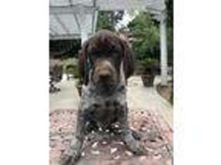 German Shorthaired Pointer Puppy for sale in Fresno, CA, USA