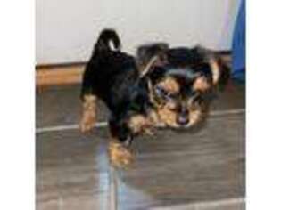 Yorkshire Terrier Puppy for sale in Harlingen, TX, USA