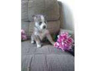 Siberian Husky Puppy for sale in Saint Joe, IN, USA
