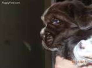 Newfoundland Puppy for sale in Gloucester, VA, USA