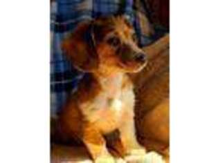 Dachshund Puppy for sale in Ridge, NY, USA