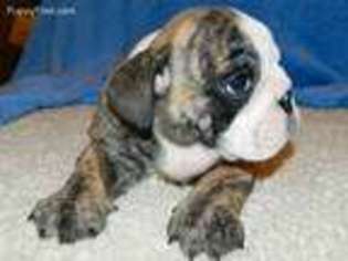 Bulldog Puppy for sale in Minden, NV, USA