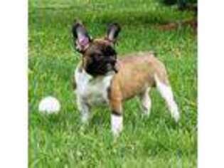 French Bulldog Puppy for sale in Platteville, CO, USA