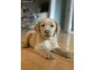 Labrador Retriever Puppy for sale in Springfield, OR, USA