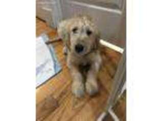 Goldendoodle Puppy for sale in Boston, MA, USA