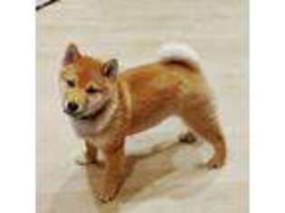 Shiba Inu Puppy for sale in Salem, OR, USA