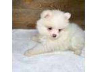 Pomeranian Puppy for sale in Elizabethville, PA, USA