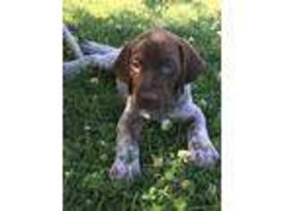 German Shorthaired Pointer Puppy for sale in Fisherville, TN, USA