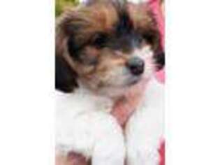 Havanese Puppy for sale in Riverton, UT, USA