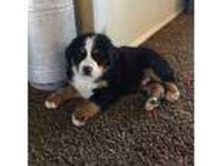 Bernese Mountain Dog Puppy for sale in Weston, ID, USA