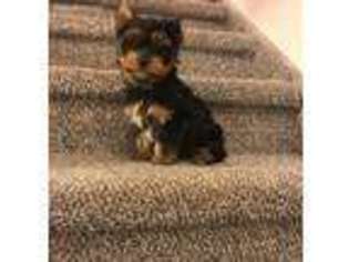 Yorkshire Terrier Puppy for sale in New City, NY, USA
