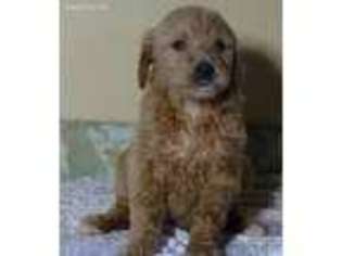 Goldendoodle Puppy for sale in Fountain City, IN, USA