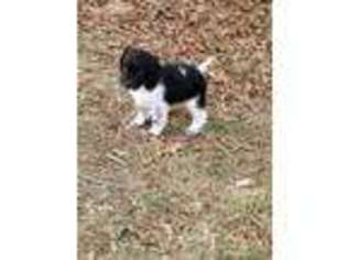 English Setter Puppy for sale in Statesville, NC, USA