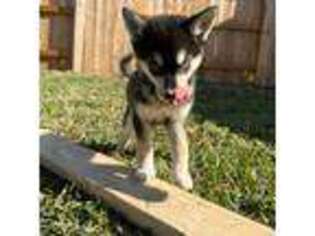 Alaskan Klee Kai Puppy for sale in Cypress, TX, USA