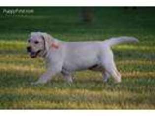 Labrador Retriever Puppy for sale in Rockford, MI, USA