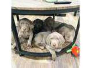 Weimaraner Puppy for sale in Maybrook, NY, USA