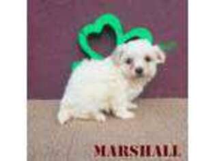 Maltese Puppy for sale in Darien, IL, USA