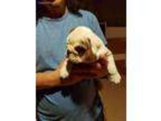 Bulldog Puppy for sale in Tomah, WI, USA