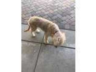 Labradoodle Puppy for sale in Fontana, CA, USA
