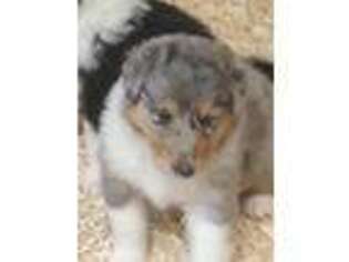 Collie Puppy for sale in Wheatfield, IN, USA