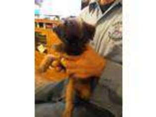 Brussels Griffon Puppy for sale in Haysville, KS, USA