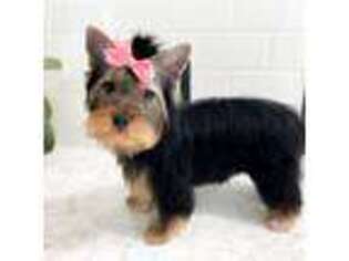 Yorkshire Terrier Puppy for sale in Pasco, WA, USA