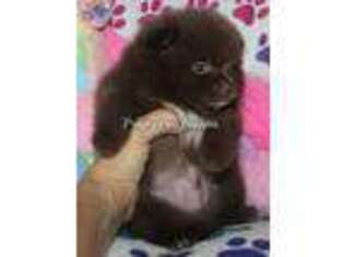 Pomeranian Puppy for sale in Los Angeles, CA, USA