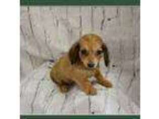 Dachshund Puppy for sale in Russellville, AR, USA
