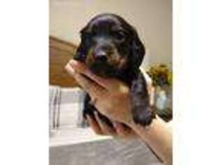 Dachshund Puppy for sale in Piffard, NY, USA