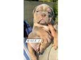 Olde English Bulldogge Puppy for sale in Cerritos, CA, USA