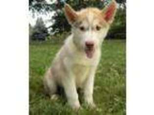 Siberian Husky Puppy for sale in Dalton, OH, USA
