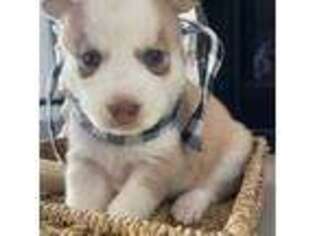Siberian Husky Puppy for sale in Toano, VA, USA