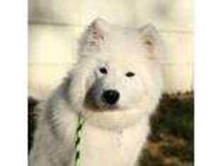 Samoyed Puppy for sale in Quincy, WA, USA