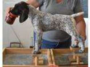 German Shorthaired Pointer Puppy for sale in Stratton, CO, USA