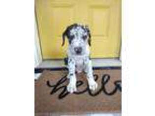 Great Dane Puppy for sale in West Liberty, KY, USA