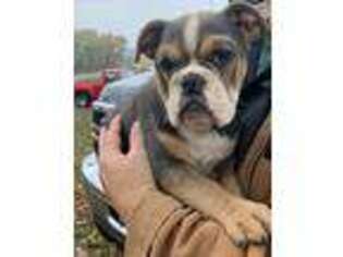 Bulldog Puppy for sale in De Graff, OH, USA