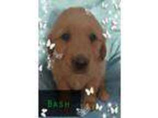 Golden Retriever Puppy for sale in Cedar Springs, MI, USA