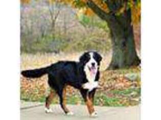 Bernese Mountain Dog Puppy for sale in Sharpsburg, GA, USA