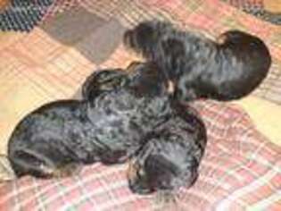 Airedale Terrier Puppy for sale in Iuka, IL, USA