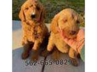 Goldendoodle Puppy for sale in Newport Beach, CA, USA