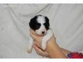 Cavapoo Puppy for sale in Martinsburg, OH, USA