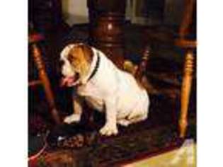 Bulldog Puppy for sale in ELIZABETHTON, TN, USA