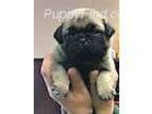 Pug Puppy for sale in Walton, KY, USA