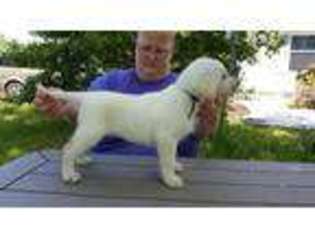 Labrador Retriever Puppy for sale in Ashland, WI, USA
