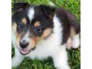 Collie Puppy for sale in Rockfield, KY, USA