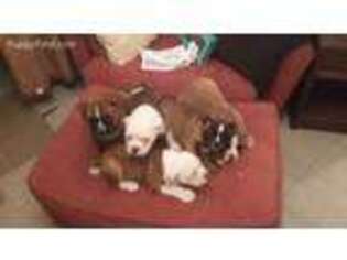 Olde English Bulldogge Puppy for sale in Mason City, IA, USA