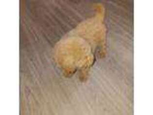 Mutt Puppy for sale in Pinehurst, NC, USA