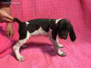 German Shorthaired Pointer Puppy for sale in Bloomington, IN, USA