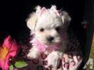 Maltese Puppy for sale in ALTAMONTE SPRINGS, FL, USA