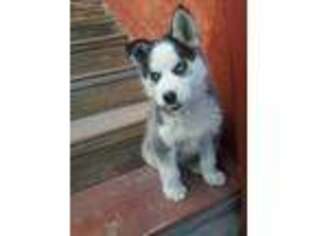 Siberian Husky Puppy for sale in Denver, CO, USA